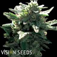 Vision Seeds La Blanca Gold